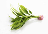 Dracaena Plant (fragrans)