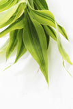 Dracaena Plant (fragrans)
