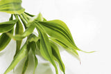Dracaena Plant (fragrans)
