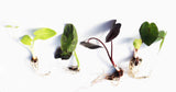 Taro Plants