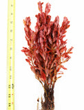 Ludwigia Inclinata_Wow Red Aquarium Plant_Red Plants_Ludigias_Ludigia Incinata