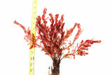 Ludwigia Inclinata_Wow Red Aquarium Plant_Red Plants_Ludigias_Ludigia Incinata