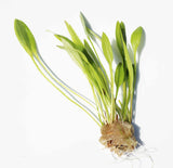 Echinodorus Quadricostatus (FAST Foreground)
