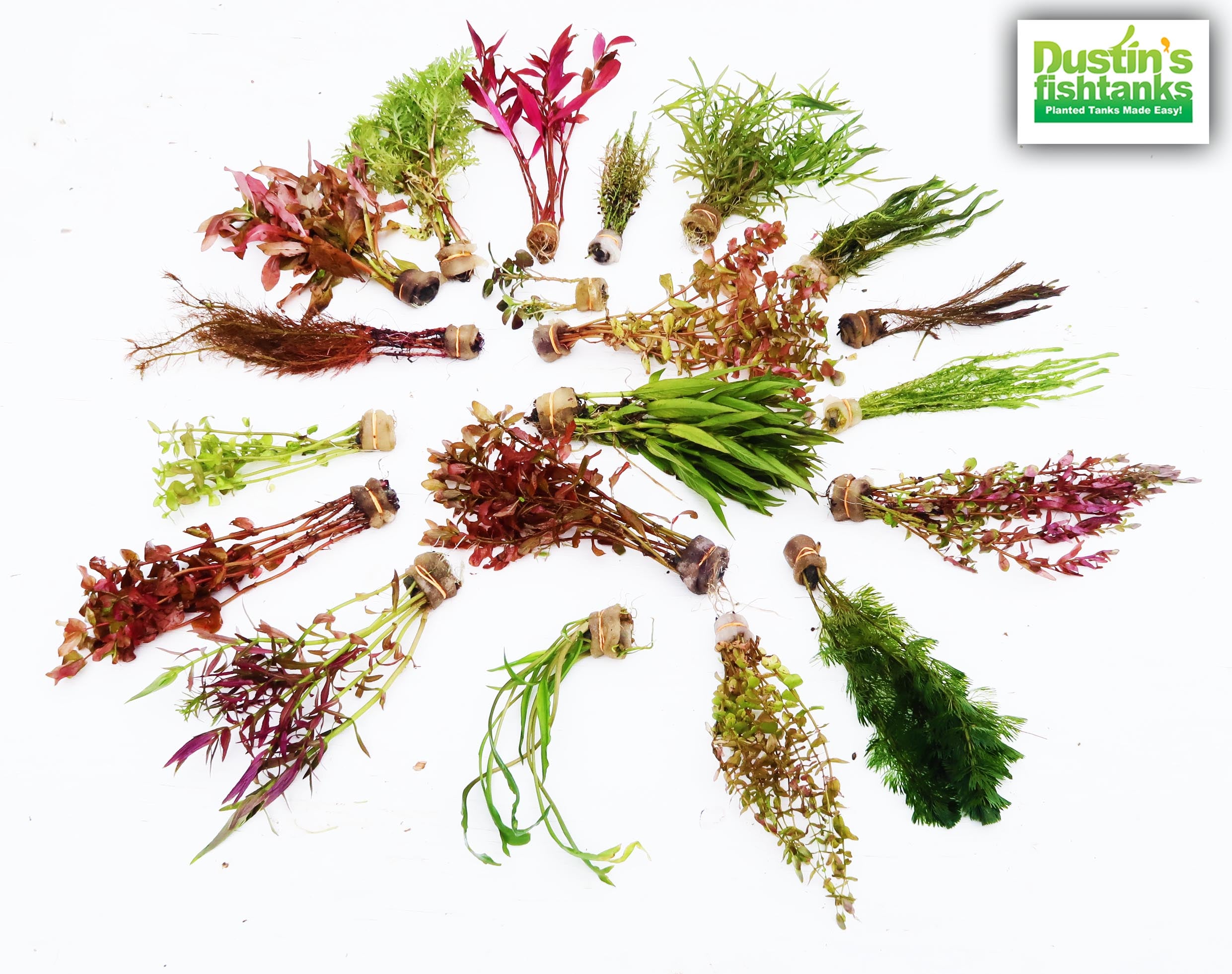 Our Best Selling “Beautiful Plants" Combo Get 4 plants for ONLY $19.95