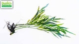 Bolbitus (BULLET PROOF) heudelotii, African Water Fern