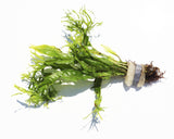 Java Fern Windelov_Aquarium Plant For Sale