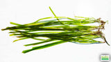 Vallisneria "Jungle Val"  EASY Background Aquarium Plant