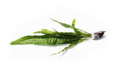 Java Fern. (Regular) 6 Inches