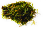 JAVA MOSS -SUPER EASY Low Light Aquarium Plant. Aquarium Moss For Sale. Aquarium Plant For Sale. Java Moss ball on white. Portion Size.