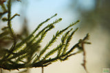 Weeping Moss Versicularia daubenyana