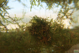 Weeping Moss Versicularia daubenyana