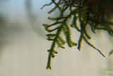 Weeping Moss Versicularia daubenyana