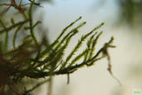 Weeping Moss Versicularia daubenyana