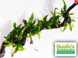 Java Fern. (Regular) 6 Inches