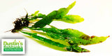 Java Fern. (Regular) 6 Inches