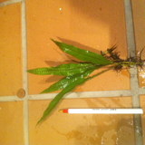 Beginner Aquarium Plant Package
