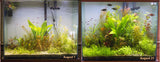 Wanted to show you how wonderful your light has been on my 75 g tall tank. Here's the before and after. The crazy part - I've only had your light on this tank for 3 weeks, and I've been trimming the plants like crazy during that time. I'm still wanting the background plants to grow in more, but give it another three weeks and this tank will look perfect.
