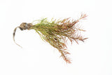 Ludwigia Arcuata_Thin Needle Leaf Amazing Plant_Aquarium Plant for sale