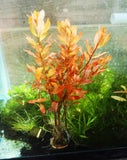 Ludwigia Inclinata (Wow Red)