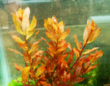 Ludwigia Inclinata (Wow Red)