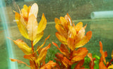 Ludwigia Inclinata (Wow Red)
