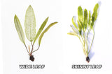 Madagascar Lace Plant (Aponogeton madagascariensis) (Small)