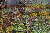 Ludwigia Glandulosa The ultimate mix of ease and color_aquarium plant for sale_aquarium plants