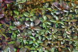 Ludwigia Glandulosa The ultimate mix of ease and color_aquarium plant for sale_aquarium plants