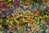 Ludwigia Glandulosa The ultimate mix of ease and color_aquarium plant for sale_aquarium plants
