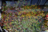 Ludwigia Glandulosa The ultimate mix of ease and color_aquarium plant for sale_aquarium plants