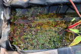 Ludwigia Glandulosa The ultimate mix of ease and color_aquarium plant for sale_aquarium plants