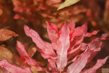 Ludwigia Inclinata_Wow Red Aquarium Plant_Red Plants_Ludigias_Ludigia Incinata