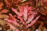 Ludwigia Inclinata_Wow Red Aquarium Plant_Red Plants_Ludigias_Ludigia Incinata