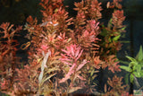 Ludwigia Inclinata_Wow Red Aquarium Plant_Red Plants_Ludigias_Ludigia Incinata