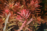 Ludwigia Inclinata_Wow Red Aquarium Plant_Red Plants_Ludigias_Ludigia Incinata