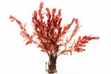 Ludwigia Inclinata_Wow Red Aquarium Plant_Red Plants_Ludigias_Ludigia Incinata