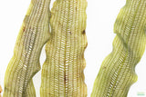 MADAGASCAR LACE PLANT (APONOGETON MADAGASCARIENSIS)_Aquarium Plant For Sale_Aquarium Plants