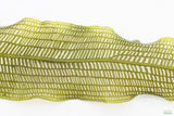 MADAGASCAR LACE PLANT (APONOGETON MADAGASCARIENSIS)_Aquarium Plant For Sale_Aquarium Plants