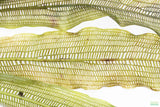 Madagascar Lace Plant (Aponogeton madagascariensis) (Small)