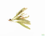 Madagascar Lace Plant (Aponogeton madagascariensis) (Small)