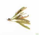 Madagascar Lace Plant (Aponogeton madagascariensis) (Small)