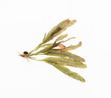 MADAGASCAR LACE PLANT (APONOGETON MADAGASCARIENSIS)_Aquarium Plant For Sale_Aquarium Plants