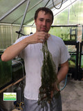 Madagascar Lace Plant For Sale, Bryan of Dustin's Fish Tanks