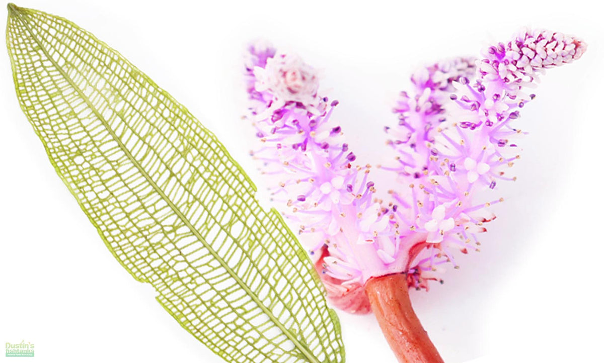 Madagascar Lace Plant (Aponogeton madagascariensis) – DustinsFishtanks
