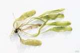 Madagascar Lace Plant_Aponogeton Madagascariensis_Aquarium Plant For Sale_Aquarium Plants