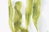 Madagascar Lace Plant_Aponogeton Madagascariensis_Aquarium Plant For Sale_Aquarium Plants