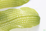Madagascar Lace Plant_Aponogeton Madagascariensis_Aquarium Plant For Sale_Aquarium Plants
