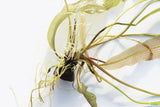 Madagascar Lace Plant_Aponogeton Madagascariensis_Aquarium Plant For Sale_Aquarium Plants