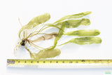 Madagascar Lace Plant_Aponogeton Madagascariensis_Aquarium Plant For Sale_Aquarium Plants