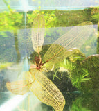 Madagascar Lace Plant (Aponogeton madagascariensis) (Small)